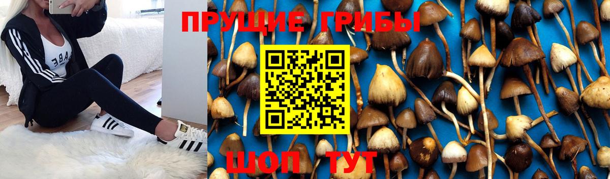 Псилоцибиновые грибы мицелий Бердск