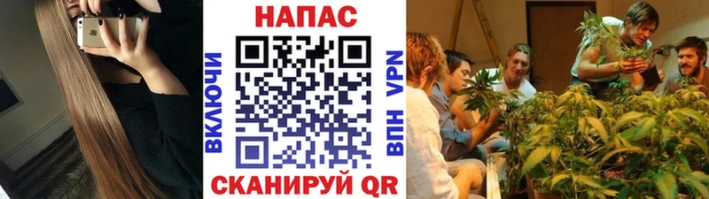 Бошки марихуана конопля  закладка  Бердск 